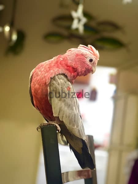 TALKING GALAH COCKATOO for sale 8months old 2