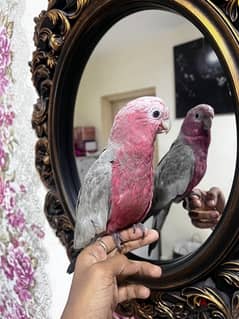 TALKING GALAH COCKATOO for sale 8months old 0