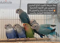 love birds/ طيور حب