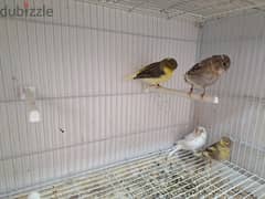 Gloster canary with babays