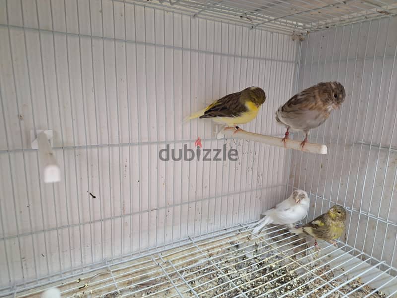 Gloster canary with babays 4