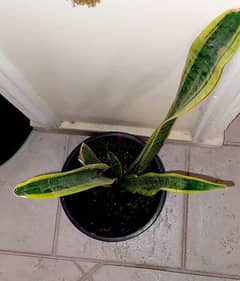 snake plant  leaf height 65 cm