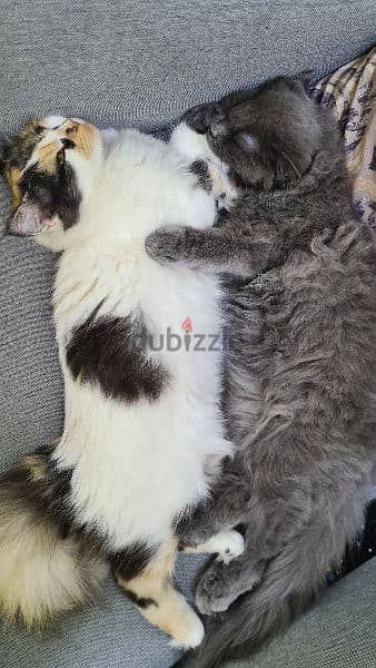 2 Persian breed kittens for sale 1