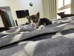 kittens available