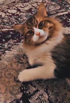 للتبرع مجانا قطه فارسي - persian cat