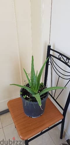 Aloe vera plant 0