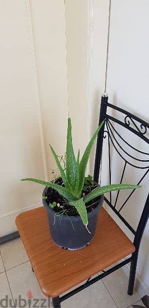 Aloe vera plant