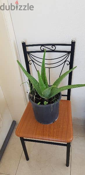 Aloe vera plant 1