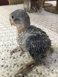 Baby Alexander parrot For Sale Age Around 50 days,