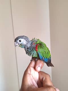 Pearly Conure Chick with 500gm food