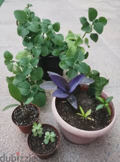 Garden plants / Outdoor plants 0