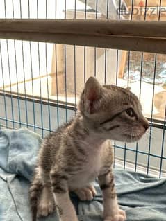 قطة صغيرة للتبنى مجانا. . kitten for free adoption