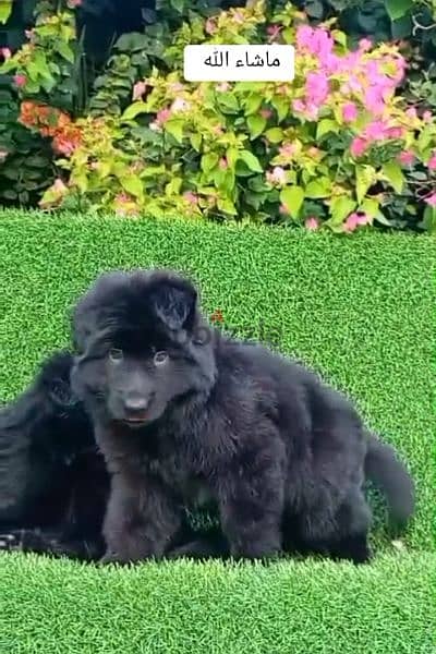 mal and female German sheprd puppies long hair top level 1
