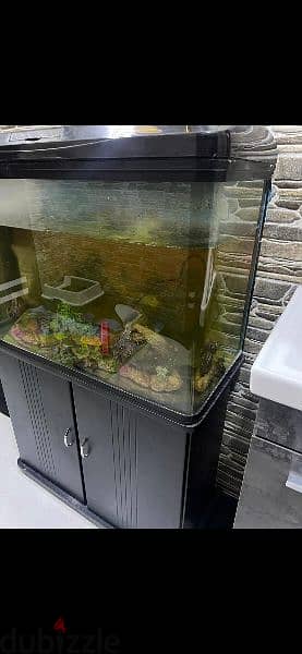 fish aquarium