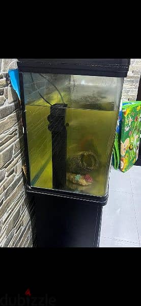 fish aquarium 1