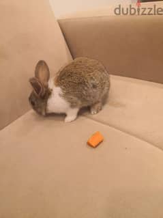 Holland lops for sale 0