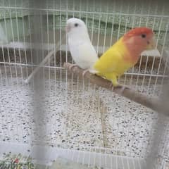 healthy love bird pair