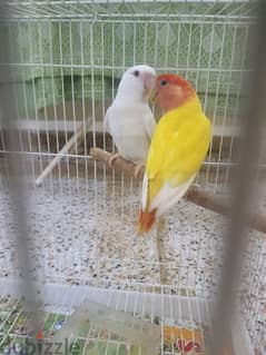 love bird pairs