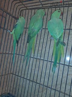 Three Indian ring neck parrot green Color For Sale 0