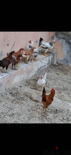 chickens