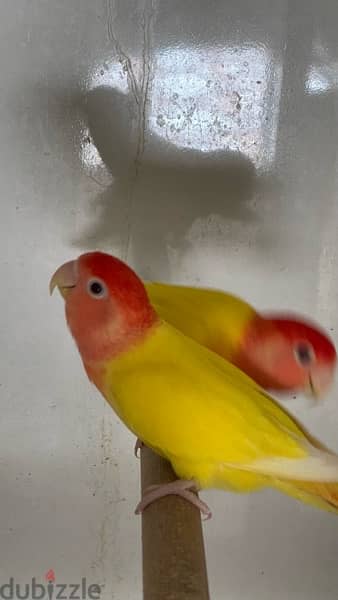 **For Sale: Pair of Latino Lovebirds** 1