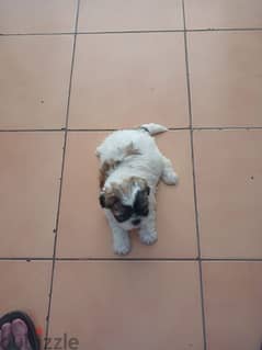 for sale puppies chitzo