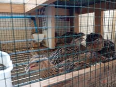 Good quality quails for sale