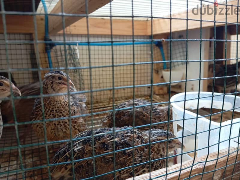 Good quality quails for sale 2