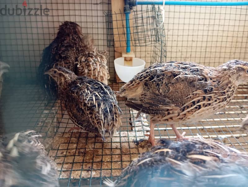 Good quality quails for sale 3