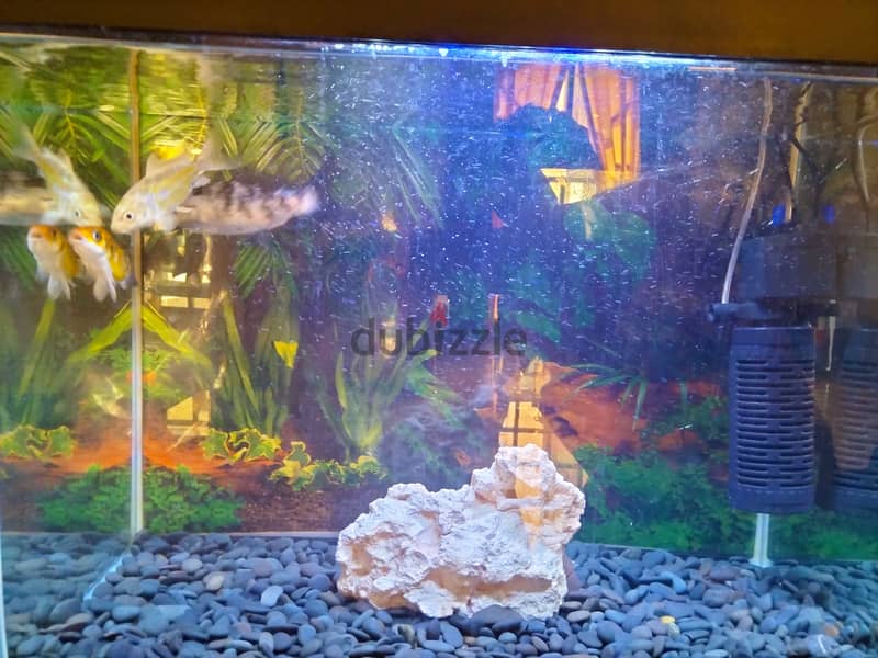 Fishes , Aquarium Tank, and Cages 1