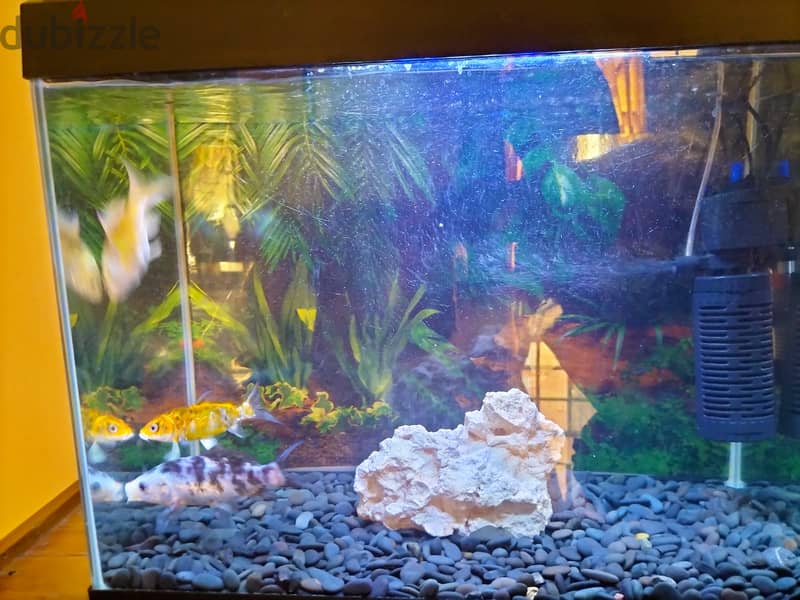 Fishes , Aquarium Tank, and Cages 3
