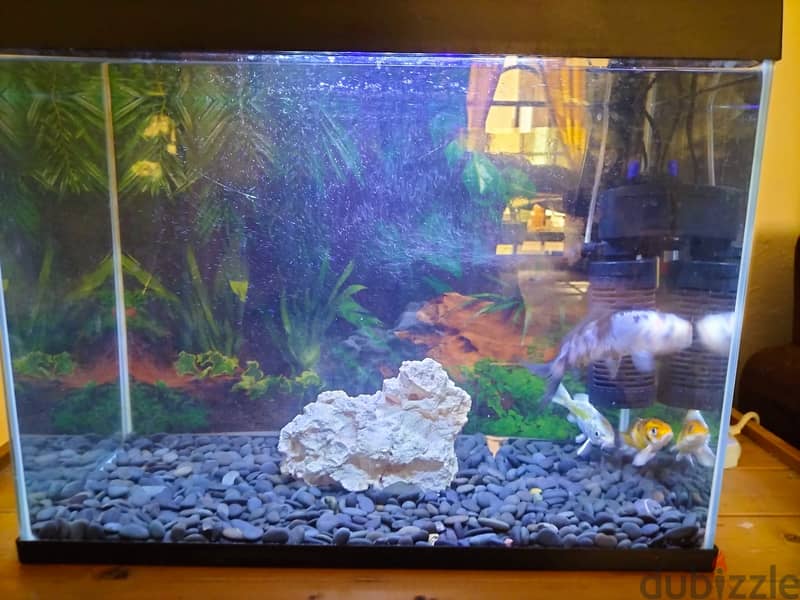 Fishes , Aquarium Tank, and Cages 4