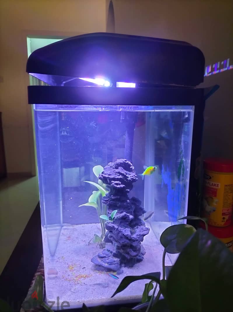 Fishes , Aquarium Tank, and Cages 5