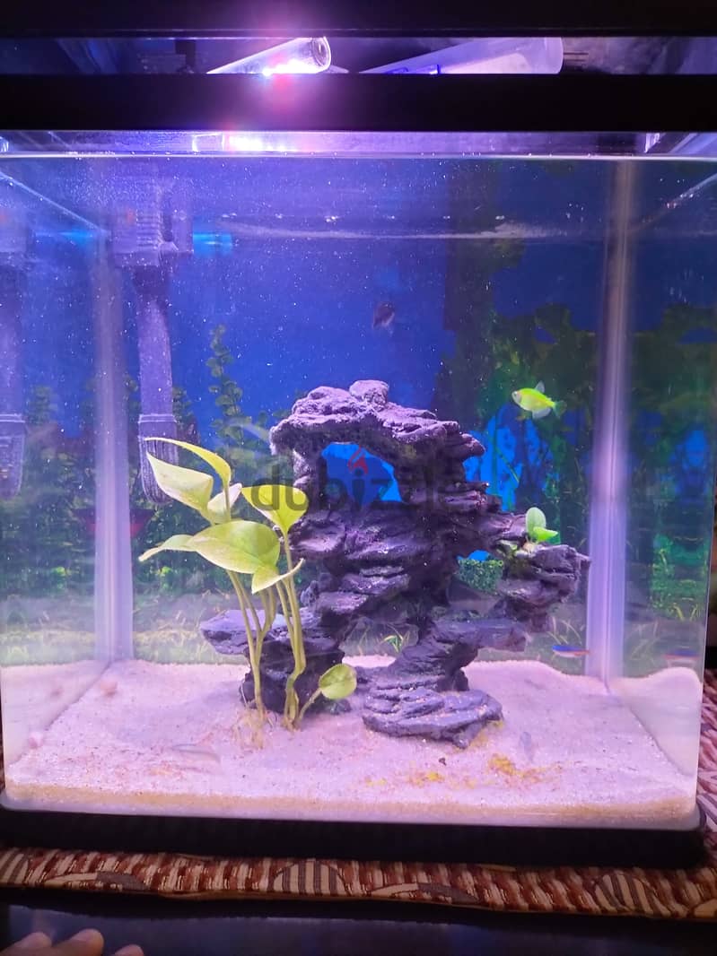 Fishes , Aquarium Tank, and Cages 6