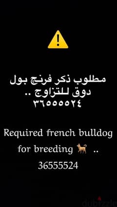 ned franch bull dog fir breeding مطلوب ذكر فرنج بولدوق لتزواج