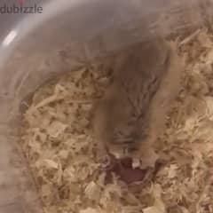 Russian Dwarf Hamster With Babies and Items