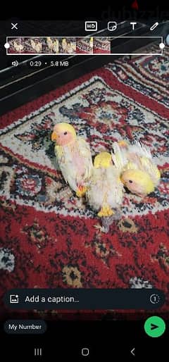 3 Red opline chicks for sale 6 bd per piece all is 15 bd 0