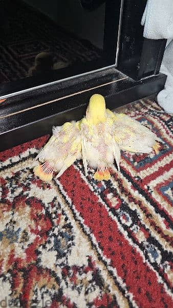 3 Red opline chicks for sale 6 bd per piece all is 15 bd 3