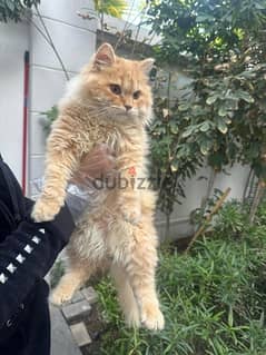 Persian 8 Month Old Vaccinated