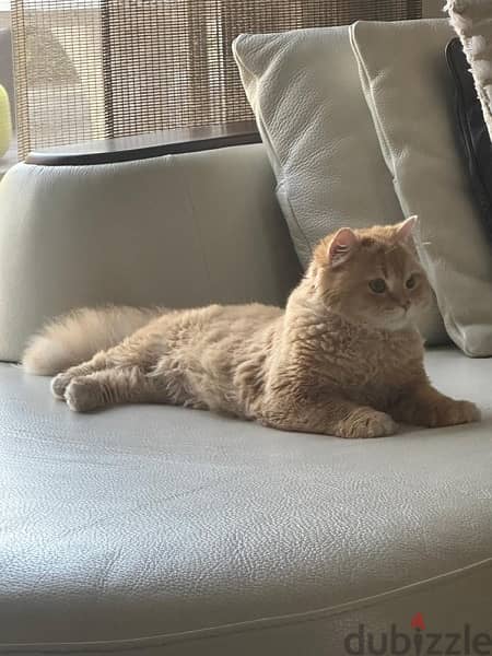 Persian 8 Month Old Vaccinated 2