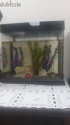 Fish tank and Fish