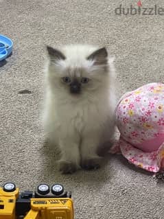 kitten female/ male 0