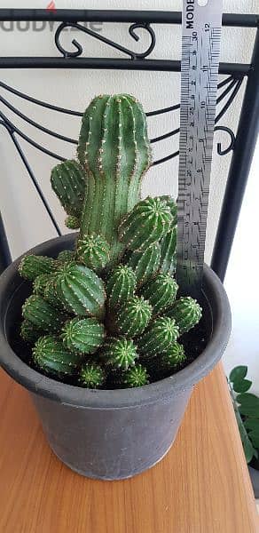 Big Cactus Plant