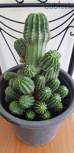 Big Cactus Plant 1