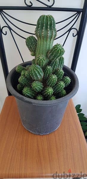 Big Cactus Plant 2