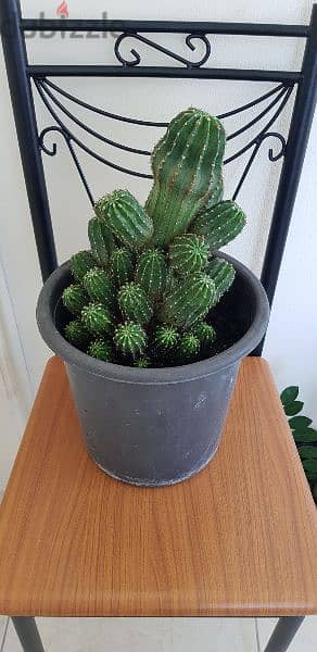 Big Cactus Plant 3