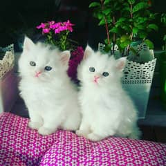 2 kitten for adoption totally free
