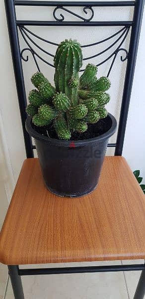 Cactus plant