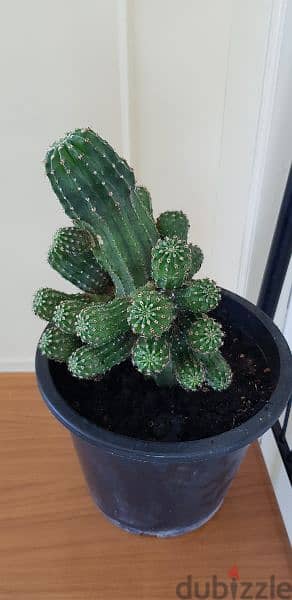 Cactus plant 1