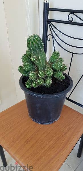 Cactus plant 2